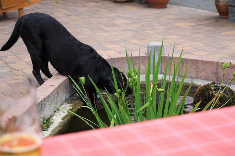 Und wenn der Teich leer ist,fress ich die Fische